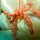 orange Seespinne
